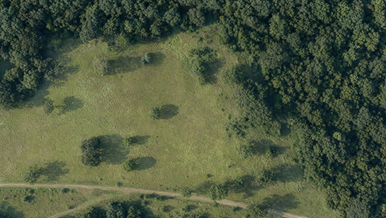 Illustrative overhead view of a meadow bordered by woodland